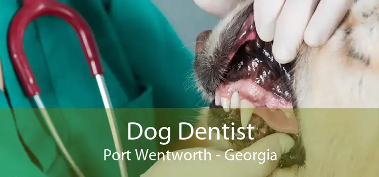 Dog Dentist Port Wentworth - Georgia