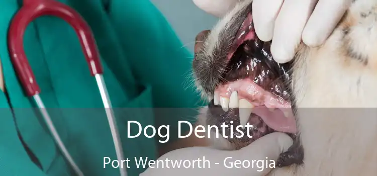 Dog Dentist Port Wentworth - Georgia