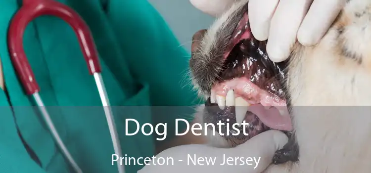 Dog Dentist Princeton - New Jersey