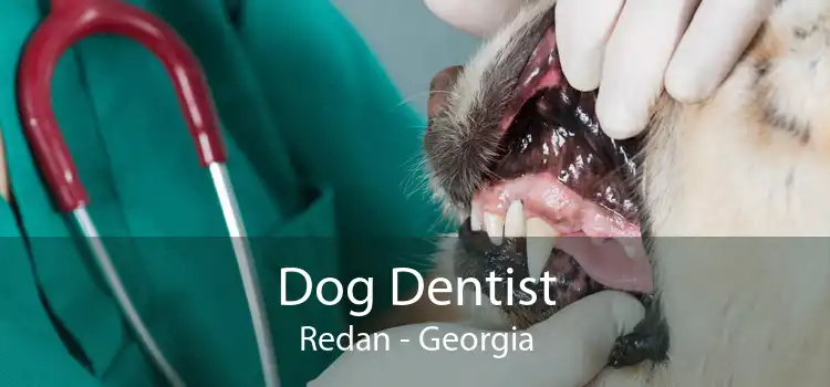 Dog Dentist Redan - Georgia