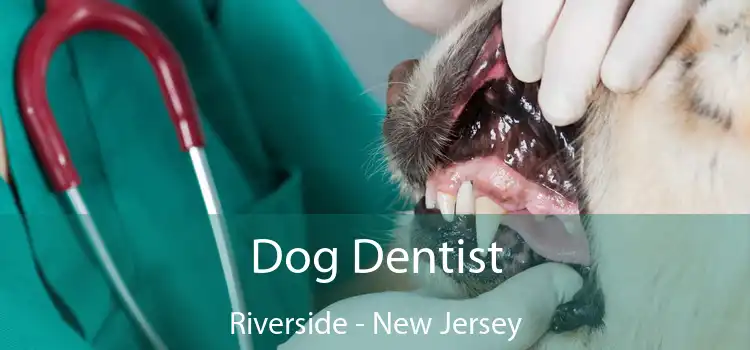 Dog Dentist Riverside - New Jersey