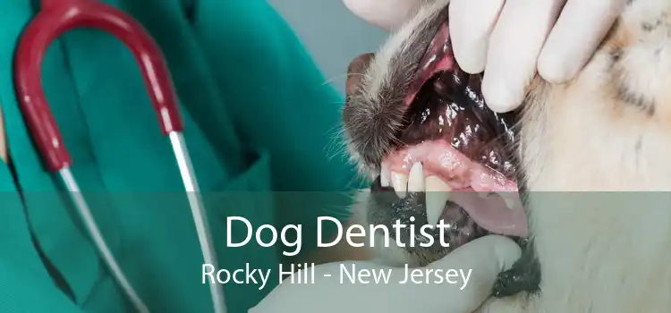 Dog Dentist Rocky Hill - New Jersey