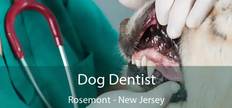 Dog Dentist Rosemont - New Jersey