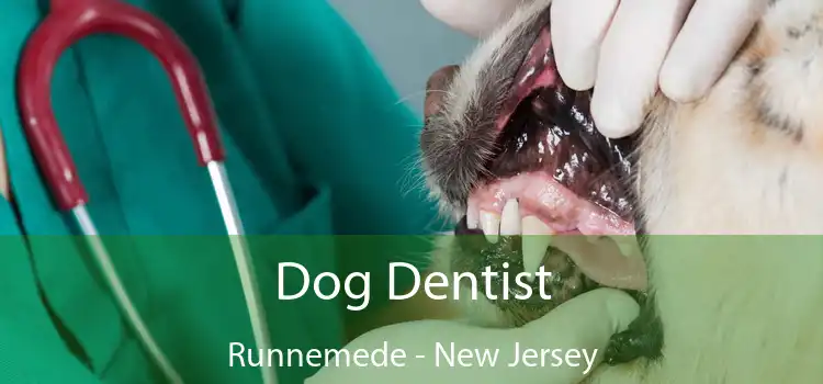 Dog Dentist Runnemede - New Jersey