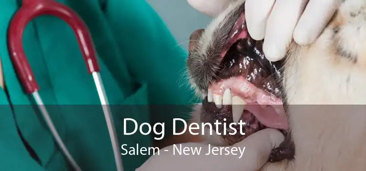 Dog Dentist Salem - New Jersey