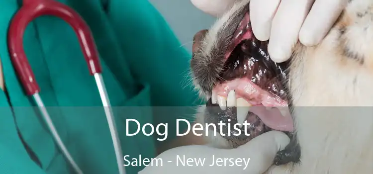 Dog Dentist Salem - New Jersey