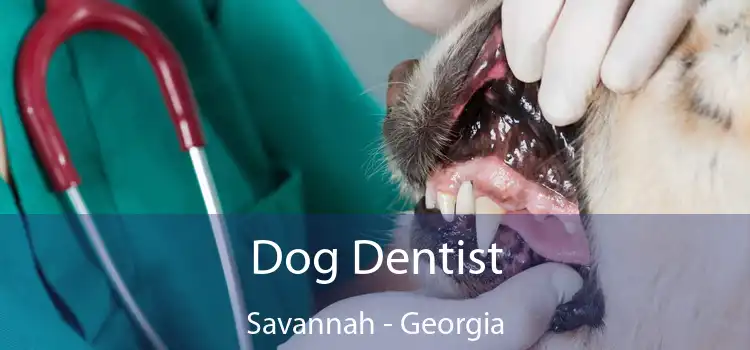 Dog Dentist Savannah - Georgia