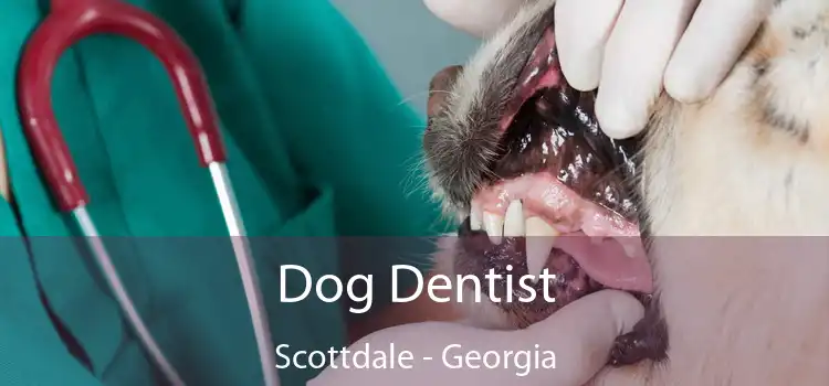 Dog Dentist Scottdale - Georgia