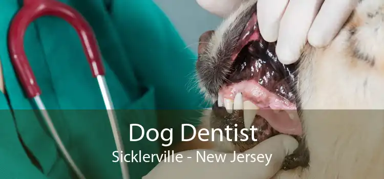 Dog Dentist Sicklerville - New Jersey