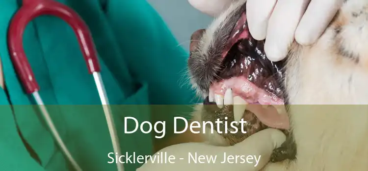 Dog Dentist Sicklerville - New Jersey