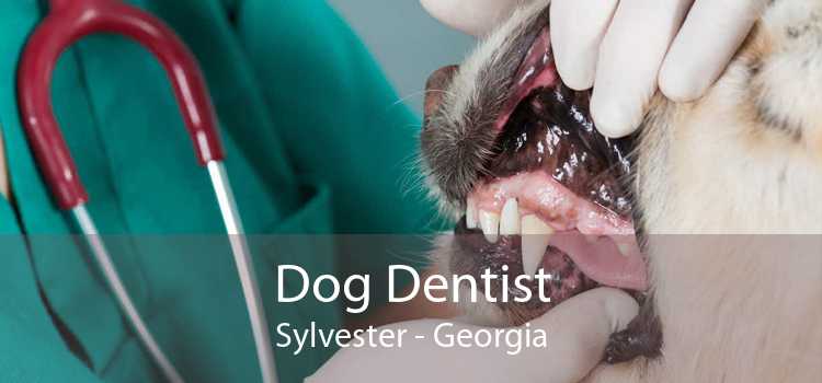 Dog Dentist Sylvester - Georgia
