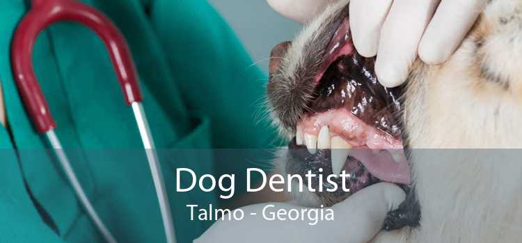 Dog Dentist Talmo - Georgia