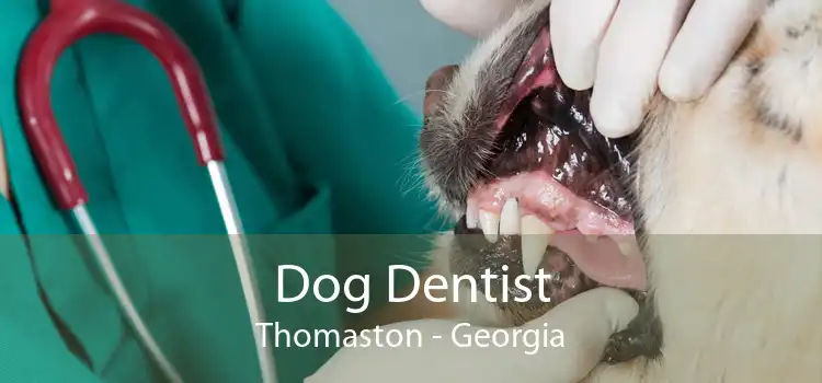 Dog Dentist Thomaston - Georgia