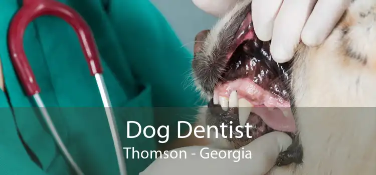 Dog Dentist Thomson - Georgia
