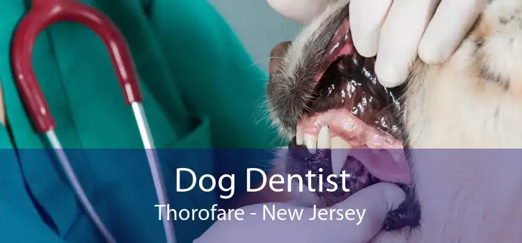 Dog Dentist Thorofare - New Jersey