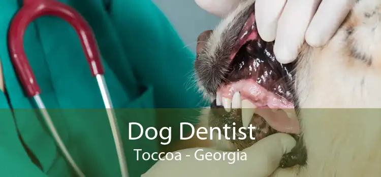 Dog Dentist Toccoa - Georgia