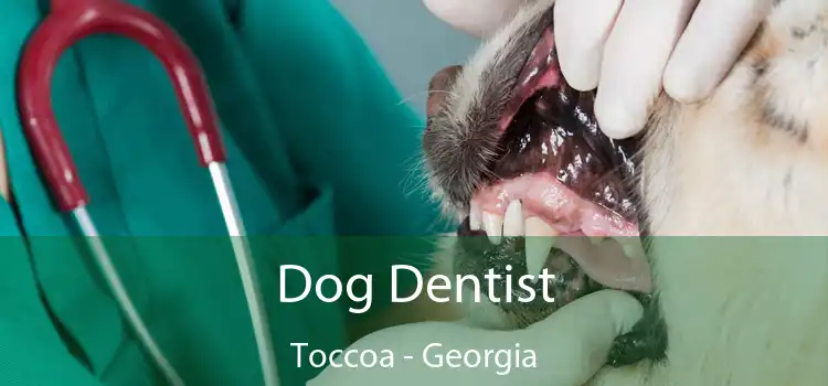 Dog Dentist Toccoa - Georgia