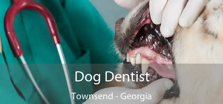 Dog Dentist Townsend - Georgia