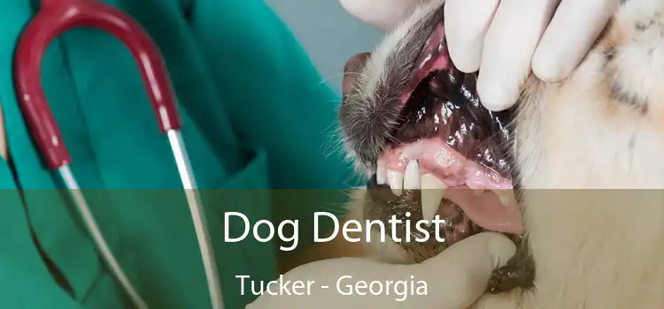 Dog Dentist Tucker - Georgia