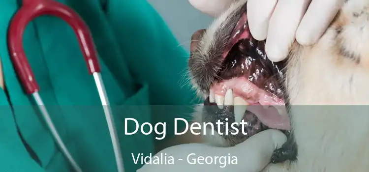 Dog Dentist Vidalia - Georgia