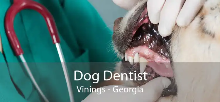 Dog Dentist Vinings - Georgia