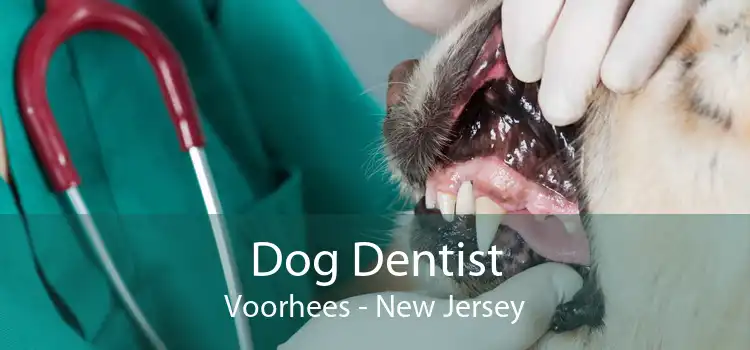 Dog Dentist Voorhees - New Jersey