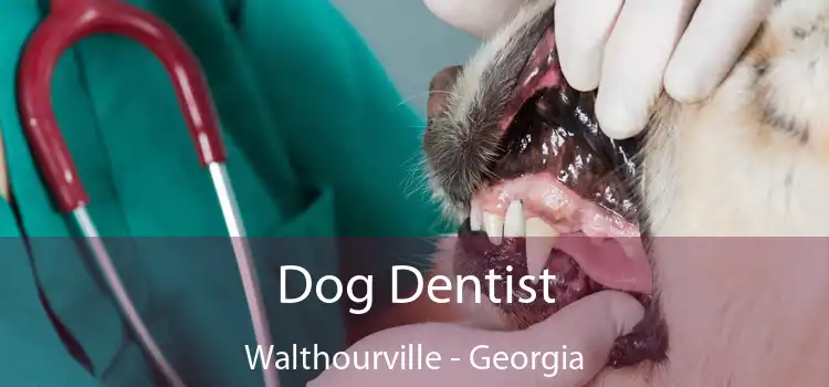 Dog Dentist Walthourville - Georgia