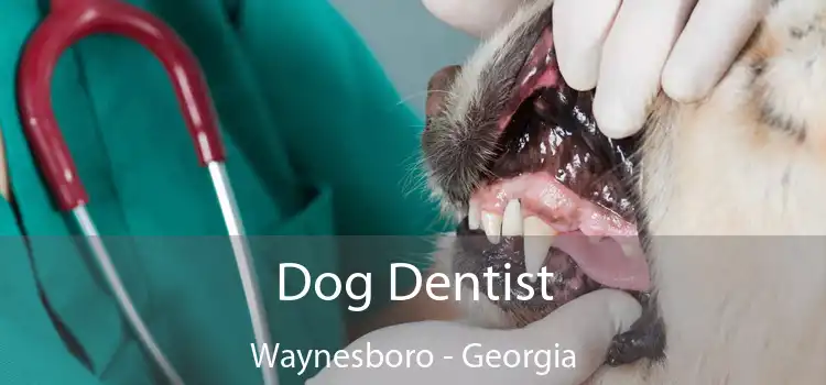 Dog Dentist Waynesboro - Georgia