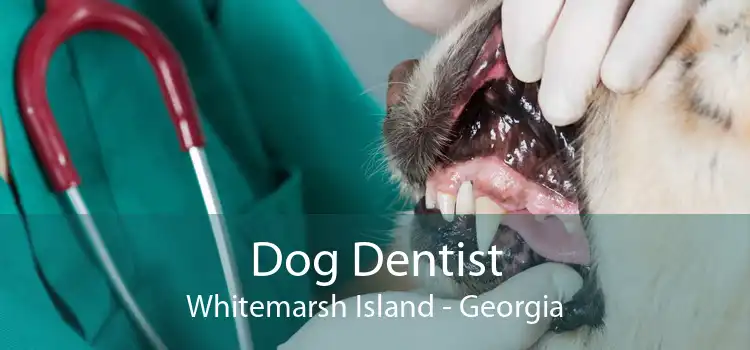 Dog Dentist Whitemarsh Island - Georgia