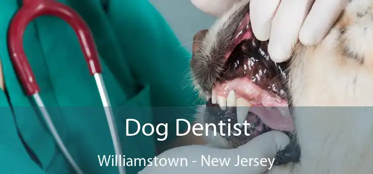 Dog Dentist Williamstown - New Jersey