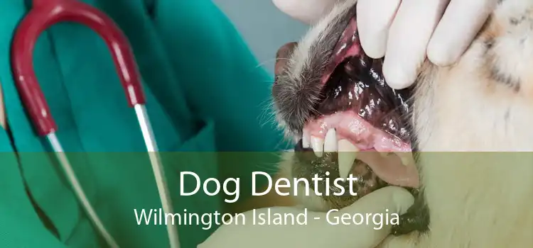 Dog Dentist Wilmington Island - Georgia
