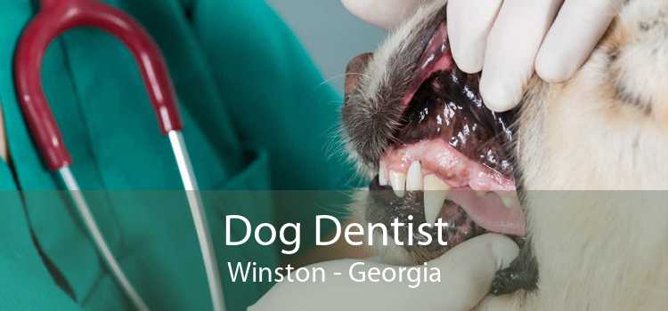 Dog Dentist Winston - Georgia
