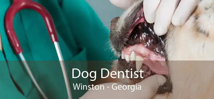 Dog Dentist Winston - Georgia