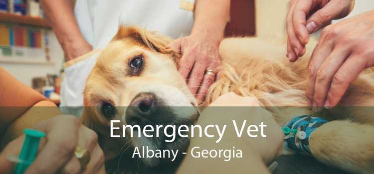 Emergency Vet Albany - Georgia