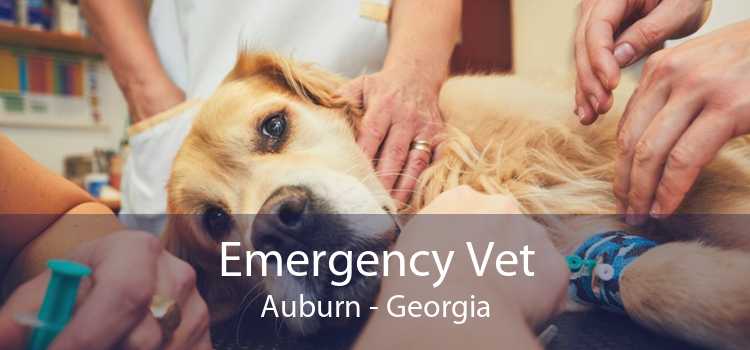 Emergency Vet Auburn - Georgia