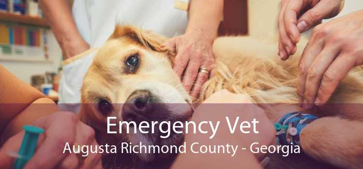 Emergency Vet Augusta Richmond County - Georgia