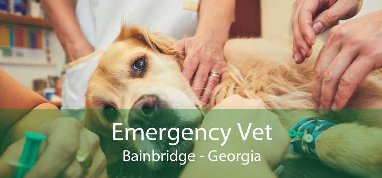 Emergency Vet Bainbridge - Georgia