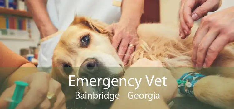 Emergency Vet Bainbridge - Georgia