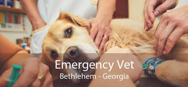 Emergency Vet Bethlehem - Georgia