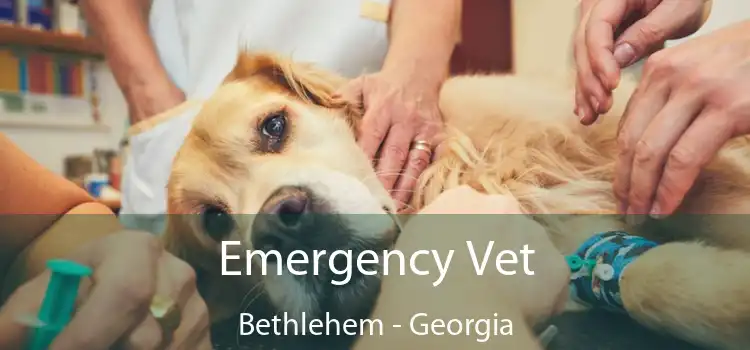 Emergency Vet Bethlehem - Georgia