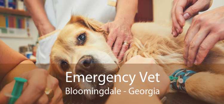 Emergency Vet Bloomingdale - Georgia