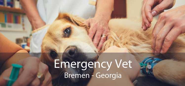 Emergency Vet Bremen - Georgia