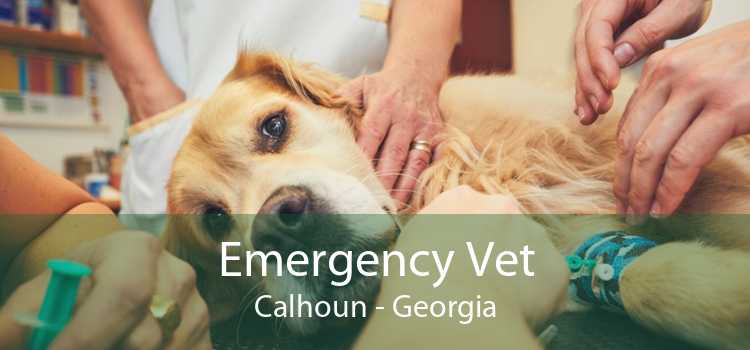 Emergency Vet Calhoun - Georgia