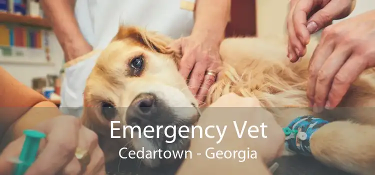 Emergency Vet Cedartown - Georgia