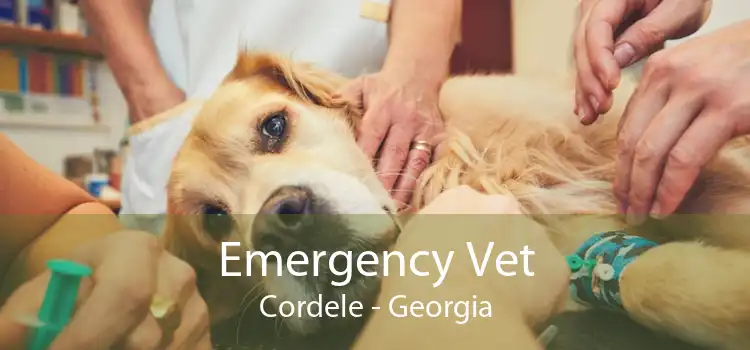 Emergency Vet Cordele - Georgia