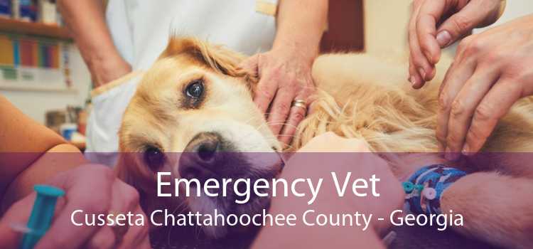 Emergency Vet Cusseta Chattahoochee County - Georgia