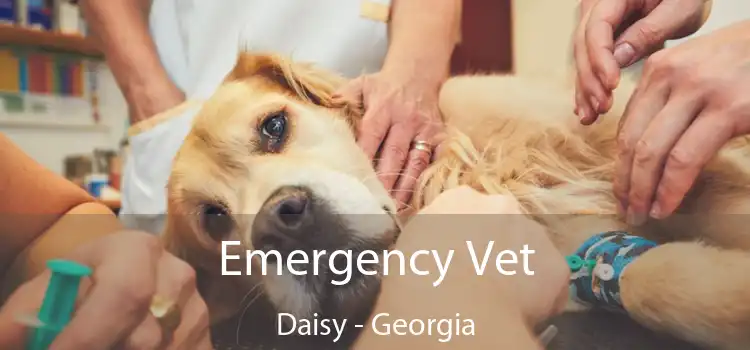 Emergency Vet Daisy - Georgia