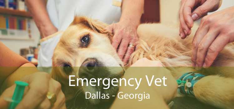 Emergency Vet Dallas - Georgia