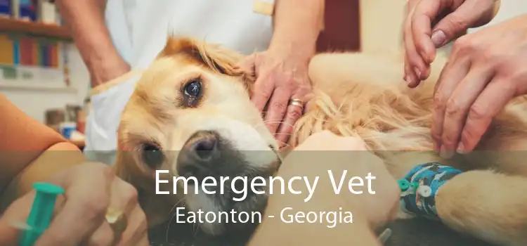Emergency Vet Eatonton - Georgia