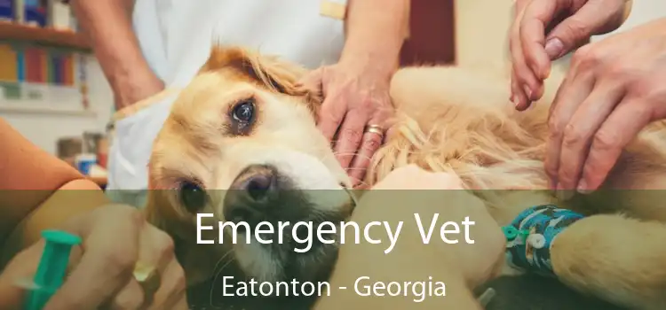 Emergency Vet Eatonton - Georgia